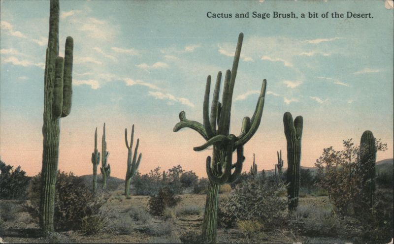 Cactus and Sage Brush, a bit of the Desert Cactus & Desert Plants