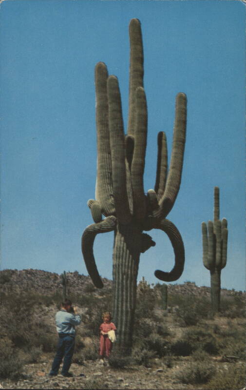 Desert Giants Cactus & Desert Plants