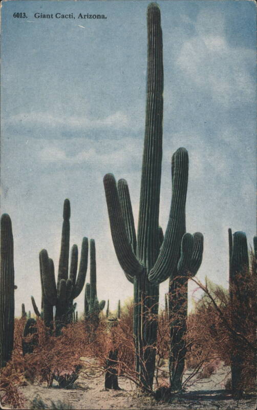 Giant Cacti, Arizona
