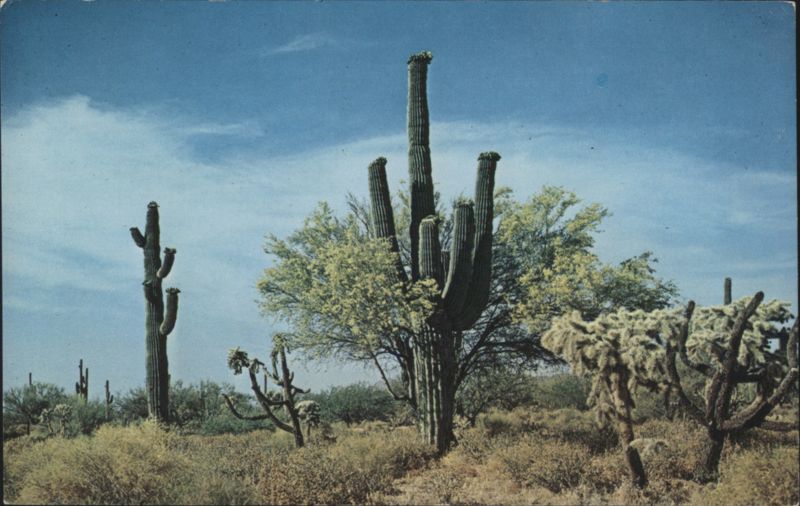 Desert Country Merle Porter Cactus & Desert Plants