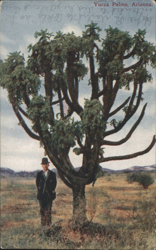 Yucca Palms, Arizona