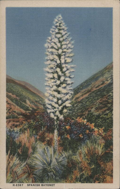 Spanish Bayonet Cactus & Desert Plants