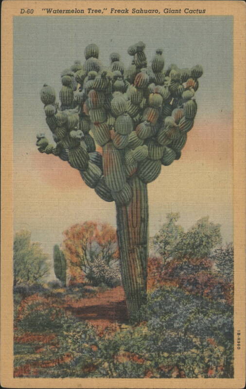 Watermelon Tree, Freak Sahuaro, Giant Cactus Cactus & Desert Plants