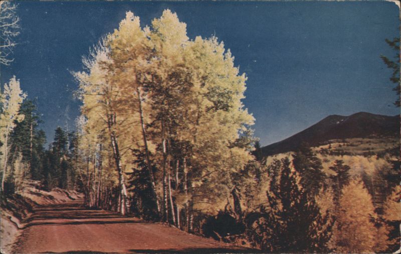 Arizona Aspens Trees