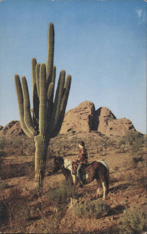 Giant Saguaro Cactus Cactus & Desert Plants