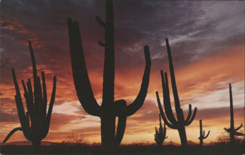 Giant Saguaros Silhouetted Against Red Sky Ray Manley