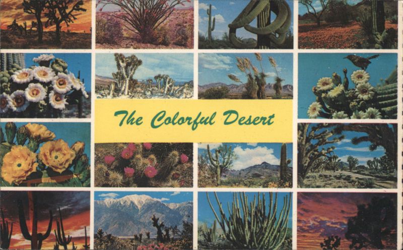 The Colorful Desert Cactus & Desert Plants