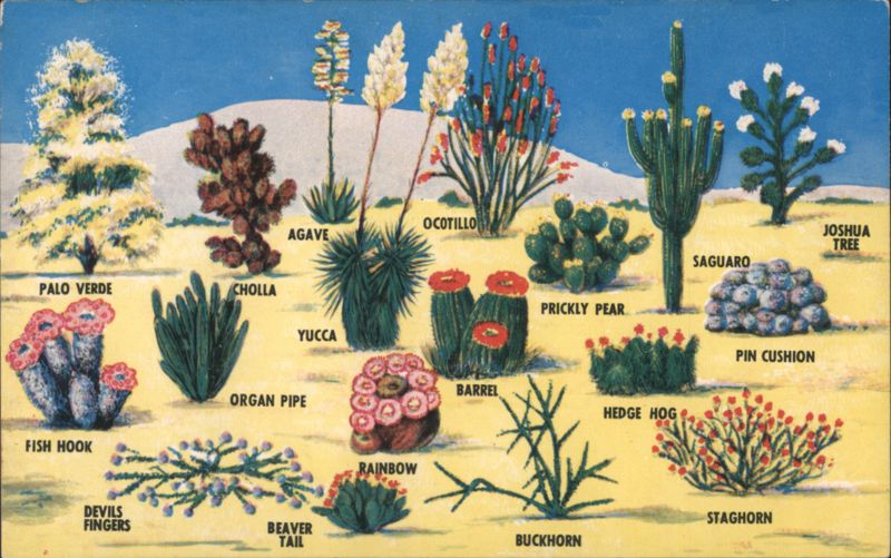 Southwestern Desert Cacti and Flora Cactus & Desert Plants