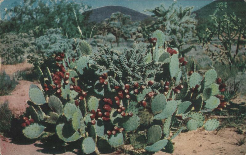 Prickly Pear Cactus Robert Plumstead Cactus & Desert Plants