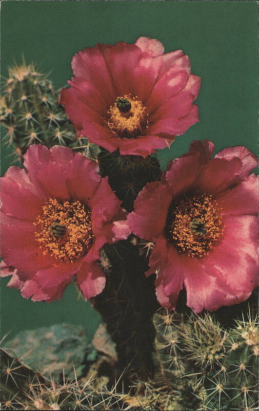 Warty Hedgehog Cactus R. C. Proctor Cactus & Desert Plants