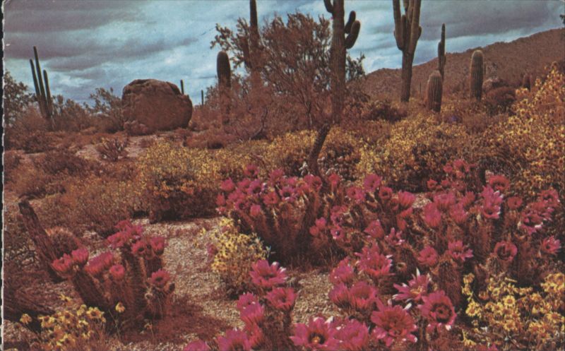 Spring in the Heart of Desertland Darwin Van Campen