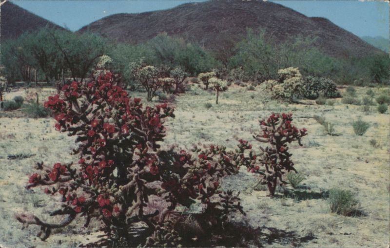 Red Staghorn Cholla on the Desert Cactus & Desert Plants