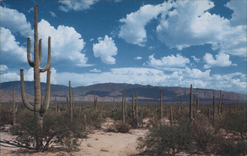 Roadway Through the Saguaros Ray Manley Cactus & Desert Plants