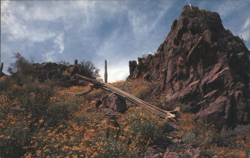 Fallen Giant Saguaro Don Ortega Cactus & Desert Plants