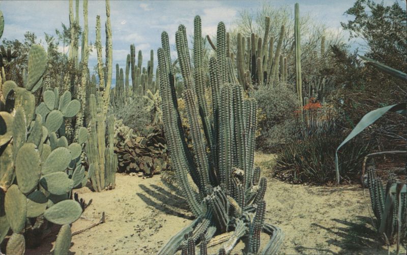 Desert Botanical Garden Phoenix Arizona Bob Van Luchene