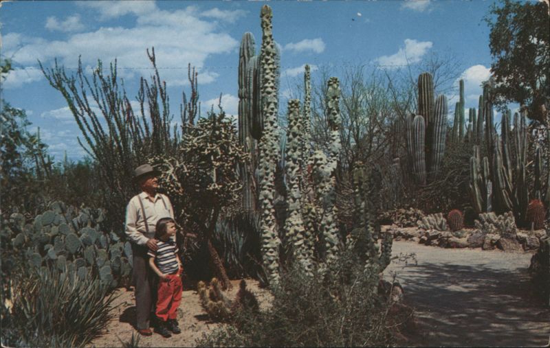 Desert Botanical Garden, Between Tempe and Phoenix, Arizona
