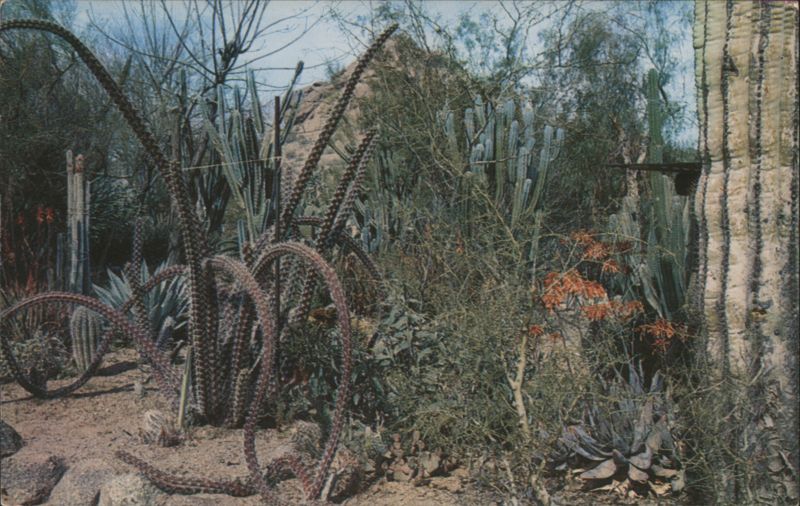 Desert Botanical Garden, Phoenix, Arizona Bob Van Luchene