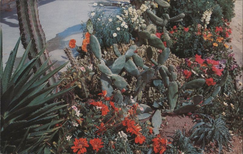 Flowers of the Desert Phoenix Arizona Bob Van Luchene
