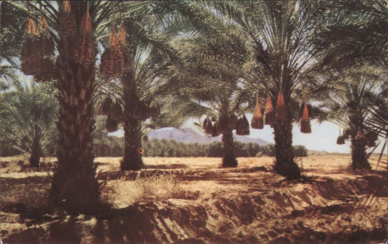 Date Palm Grove Mesa Arizona Al Taylor