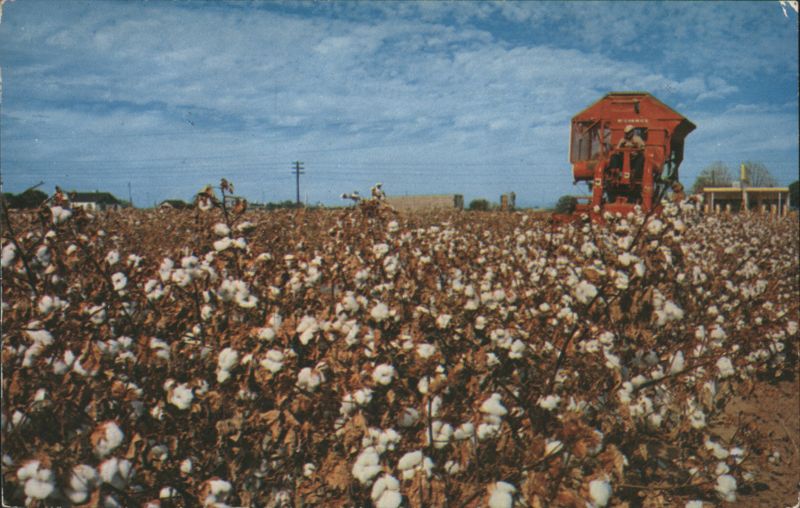 Cotton Production in South Central Arizona Bob Van Luchene