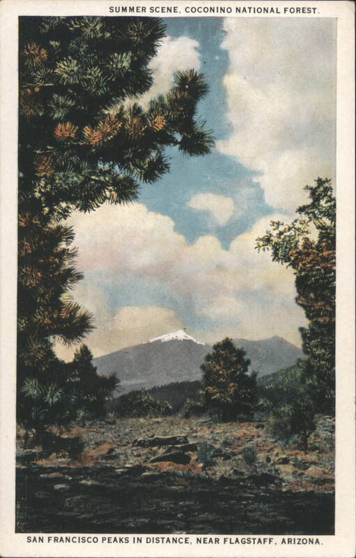 Summer Scene, Coconino National Forest Flagstaff Arizona