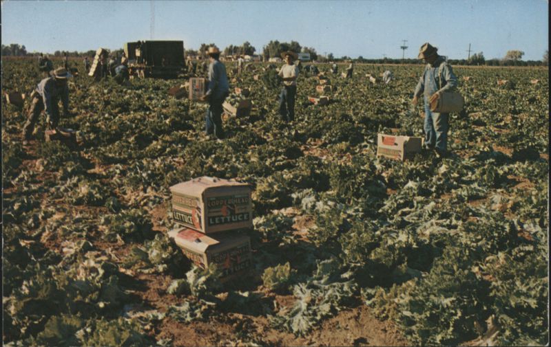 Lettuce Harvest in Central Arizona's Salt River Valley Phoenix