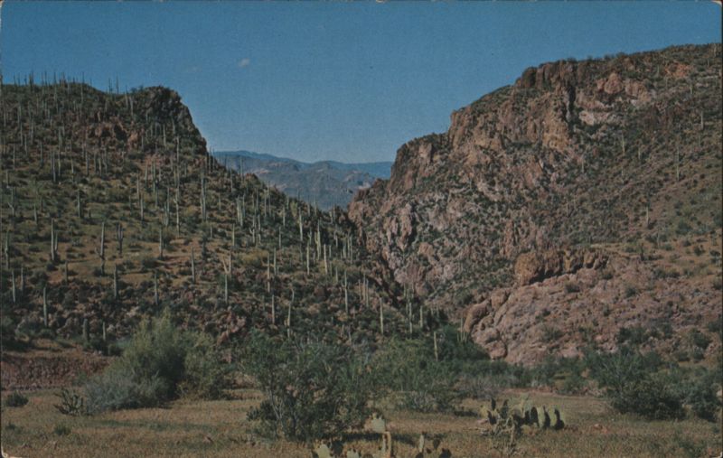 A Saguaro Forest Bill Bass Cactus & Desert Plants