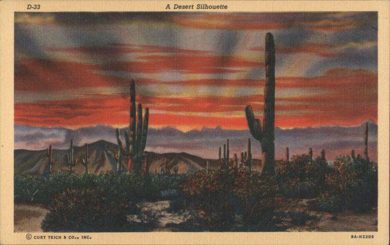 A Desert Silhouette Cactus & Desert Plants