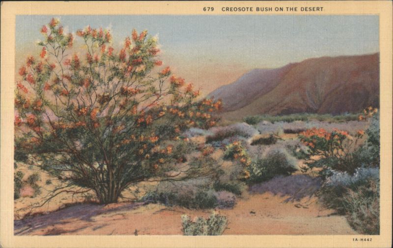 Creosote Bush on the Desert Cactus & Desert Plants