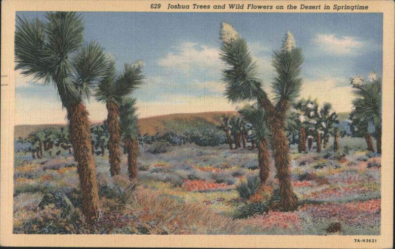 Joshua Trees and Wild Flowers on the Desert in Springtime