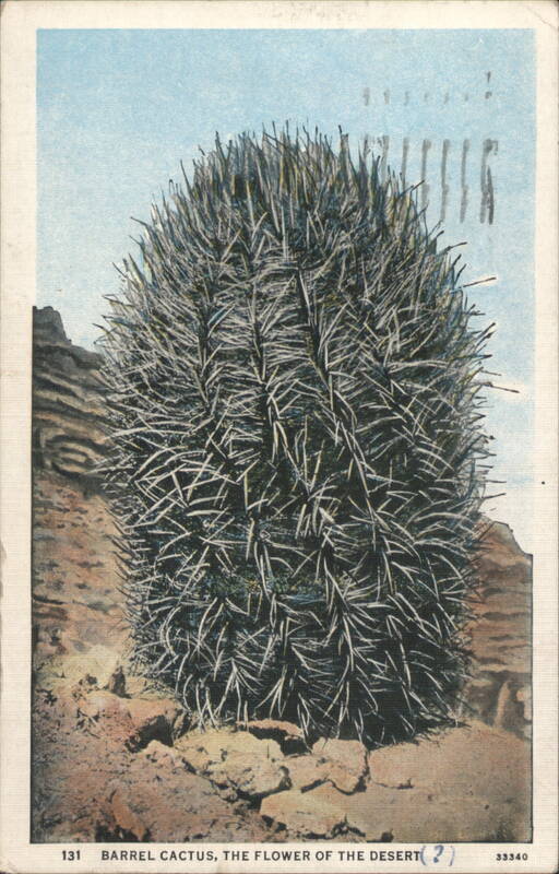 Barrel Cactus, The Flower of the Desert Cactus & Desert Plants