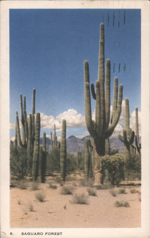 Saguaro Forest Tucson Arizona