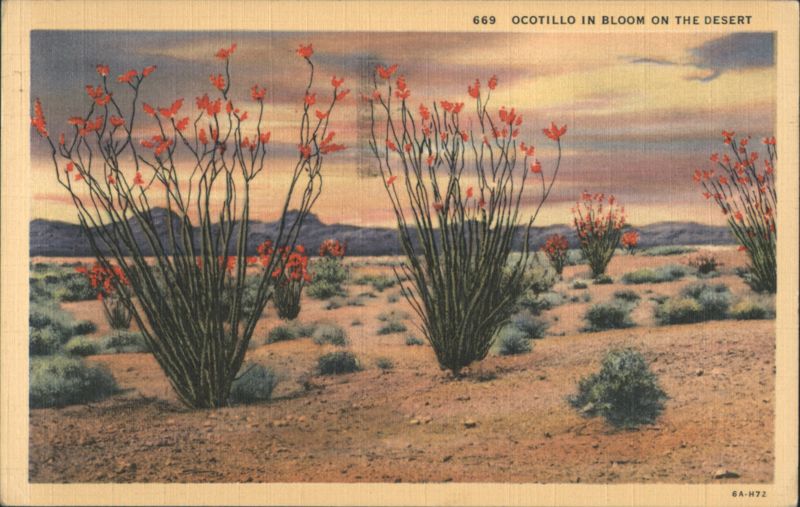 Ocotillo in Bloom on the Desert Cactus & Desert Plants
