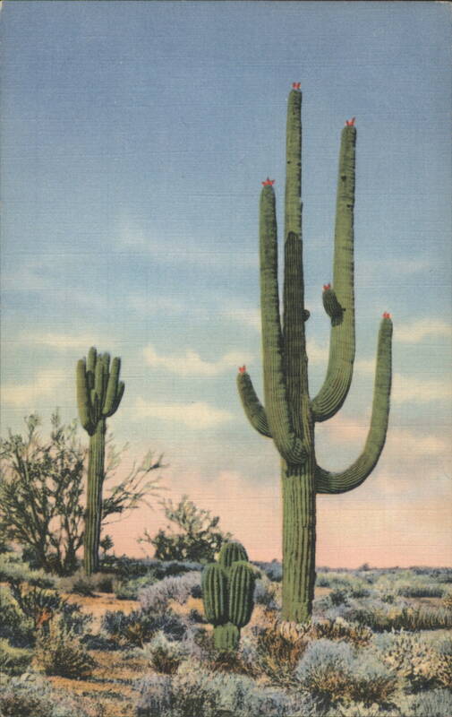 Giant Sahuaro, Bisnaga and Palo Verde Cactus & Desert Plants