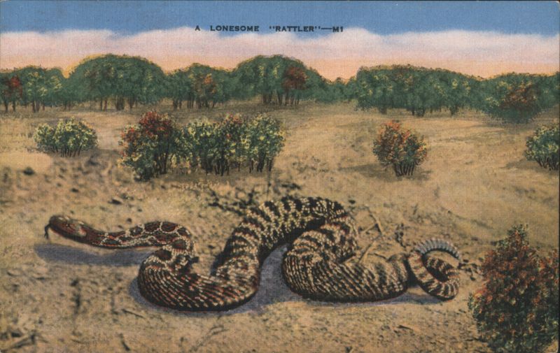 A Lonesome Rattler Snakes & Reptiles