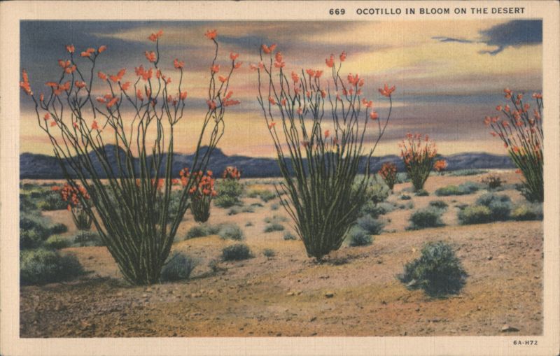 Ocotillo in Bloom on the Desert Cactus & Desert Plants
