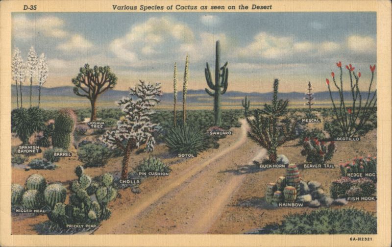 Various Species of Cactus as seen on the Desert Cactus & Desert Plants