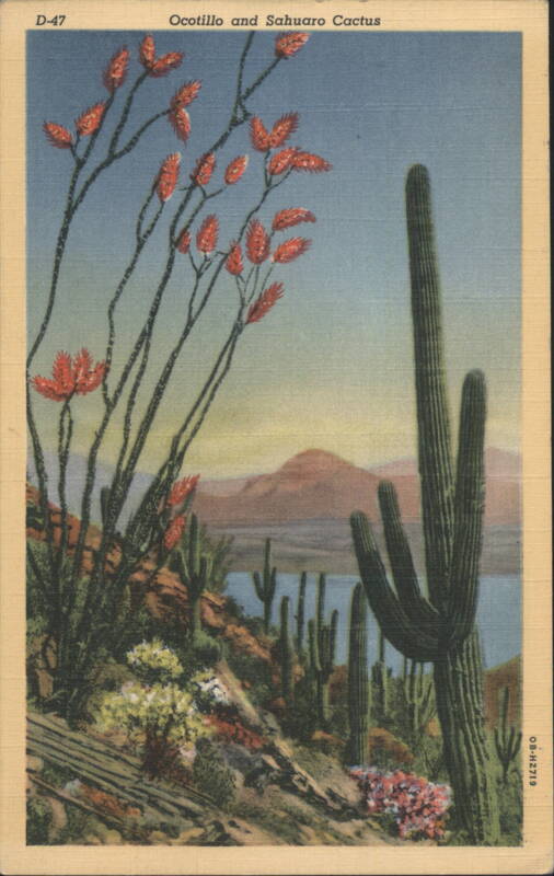 Ocotillo and Sahuaro Cactus Cactus & Desert Plants