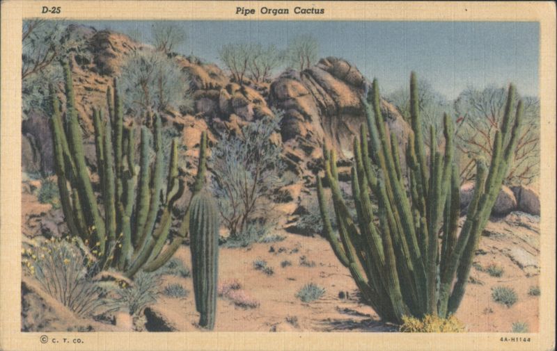 Pipe Organ Cactus Cactus & Desert Plants
