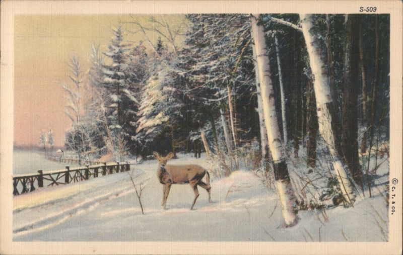Winter Scene Deer