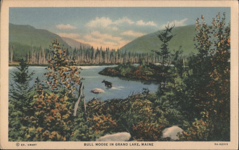 Bull Moose in Grand Lake, Maine Ed. Grant