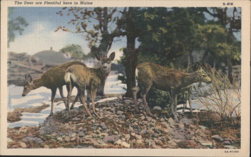 The Deer are Plentiful here in Maine