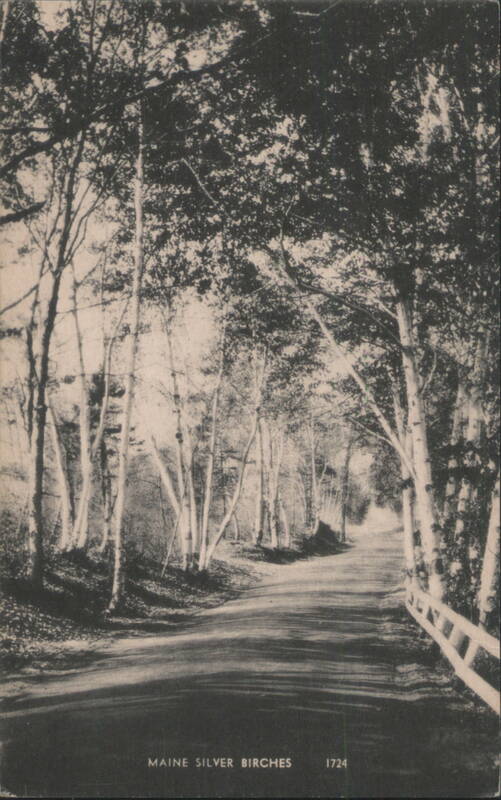 Maine Silver Birches Trees