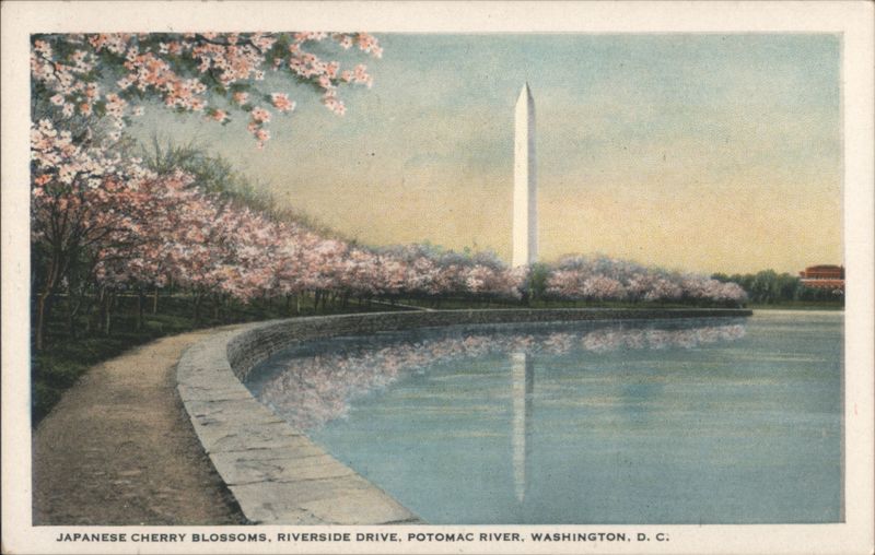 Japanese Cherry Blossoms, Riverside Drive, Potomac River Washington District of Columbia