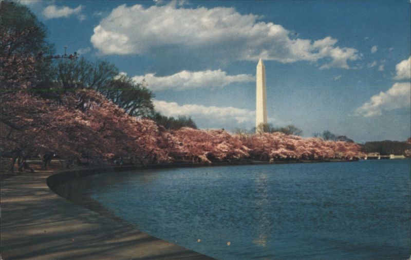 Washington Monument and Cherry Blossoms Trees