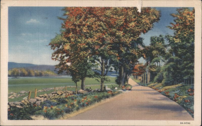 Tree Lined Road with Stone Wall Trees