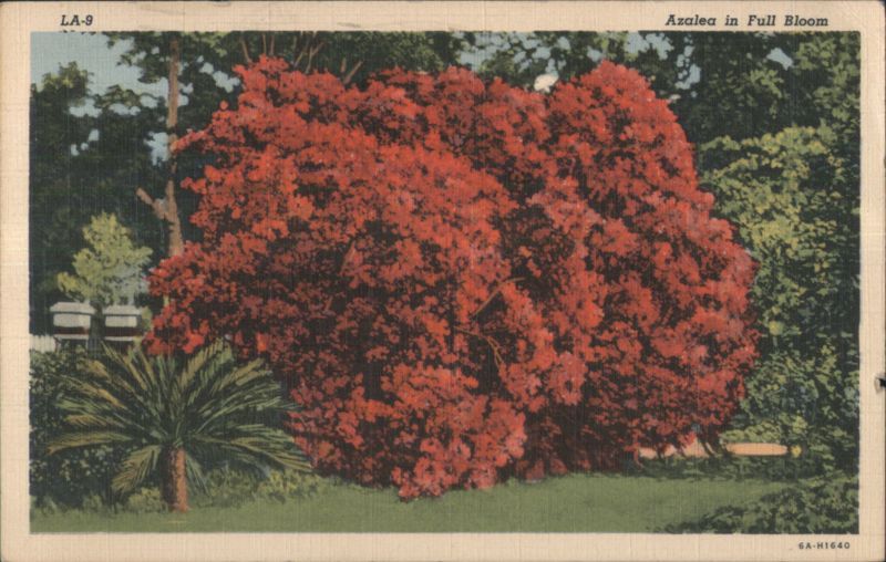 Azalea in Full Bloom Flowers