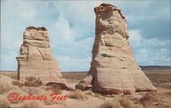 Elephants Feet Postcard
