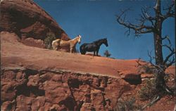 A Palamino and Black in the red rocks of Oak Creek Canyon, Arizona Postcard