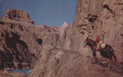 Mule-back Riders on the Canyon Trail Postcard